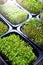 Micro green sprouts in a black trays closeup.