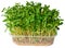 Micro green sprouts of borago or cucumber grass isolated on white