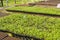 Micro green vegetable grow in the farm