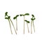 Micro greenery vector stock illustration. Sprouts of young plants.