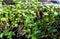 Micro greens arugula, radish grown at home on the windowsill in boxes of foil