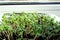 Micro greens arugula, radish grown at home on the windowsill in boxes of foil