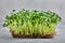 Micro greens, cress arugula. A layer of microgreens on a light background, close-up, copy space.