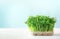 Micro greens healthy food,organic grass