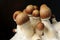 Micro growing of Psilocybe Cubensis on black background.