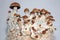 Micro growing of Psilocybe Cubensis mushrooms on white background.