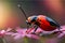 micro image of a red ladybug sit on pink flowers