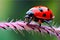 micro image of a red ladybug sits on pink flowers