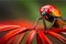 micro image of a red ladybug sits on red flowers.