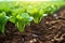 micro-irrigation system water droplets falling on the soil