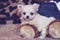 Micro maltese puppy with teddy bear