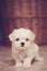 Micro maltese puppy vertical