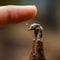 Micro Marvel: Tiny Elephant Perched on Finger - Generative AI Macro Shot