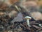 Micro mushroom in the forest