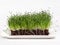 Micro onion, micro greens, citi - farms, vertical farms on a white background