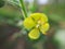 Micro Photo of Yellow Flower in the Garden.