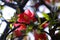 Micro photography of flowers, papaya, Begonia