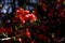 Micro photography of flowers, papaya, Begonia