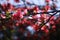 Micro photography of flowers, papaya, Begonia