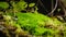 Micro Scene Forest Soil Moss and Plant Black Forest