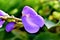Micro Snap of purple flower