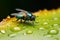 Micro universe tiny fly on green leaf, adorned with waterdrops