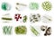 Microalgae under microscopic view, green algae, cyanobacteria, phytoplankton, diatom, algae mix collage background