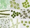 Microalgae under microscopic view, green algae, cyanobacteria, phytoplankton, diatom, algae mix collage background