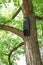 Microbat nestbox, forest bats nestbox, batshouse on a tree