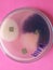 Microbiology Mycology mold Isolate from banana leave KMUTT Thailand