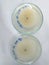 Microbiology Mycology mold Isolate from banana leave KMUTT Thailand