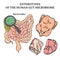 MICROBIOM ENTEROTYPES BACTEROIDES Medicine Vector Illustration
