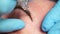 Microblading tattoo , permanent make-up