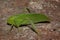 Microcentrum Phaneropterinae green bush cricket close up