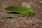 Microcentrum Phaneropterinae green bush cricket close up
