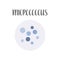 Micrococcus. Bacteria classification. Spherical shapes of bacteria, cocci. Morphology. Microbiology.