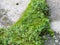 Microflora habitat with mosses, ferns and geophytes in a crevice of concrete