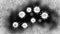 Micrograph of coronavirus particles under electron microscope