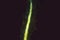 Micrograph of the glowing stem of a fern moss, Thuidium