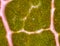 Micrograph of green leaf with breathing cells stomata