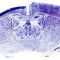 Micrograph of rat brain