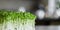 Microgreen arugula shoots. Micro greens