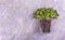 Microgreen cabbage. Fresh healthy microgreens. Young microgreen sprouts. Microgreen background