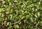 Microgreen closeup background. Sprouted cabbage seeds.