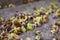 Microgreen. Closeup of micro greenery growing up on burlap. Green sprouts germinated from organic high quality plant seeds.