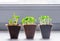 Microgreen in a container close-up. Selective focus. Young spring crop of arugula, mustard, radish