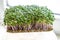 Microgreen foliage background. Close-up of broccoli 6 days microgrin. Seed germination at home. The concept of vegan and healthy