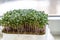 Microgreen foliage background. Close-up of broccoli 6 days microgrin. Seed germination at home. The concept of vegan and healthy