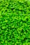 Microgreen foliage background. Close-up of microgreens. Germinating seeds at home. Vegan and healthy food concept