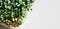 microgreen Foliage Background. Close-up of radish 6 days microgreens.